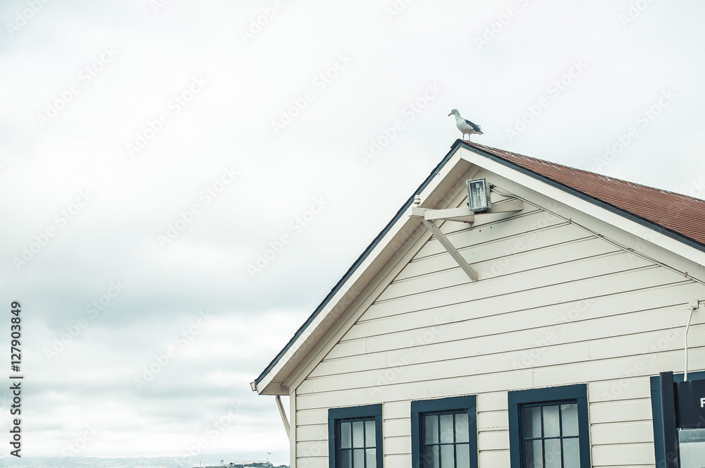 Gull sits on the top of white house Gull sits on the top of white house