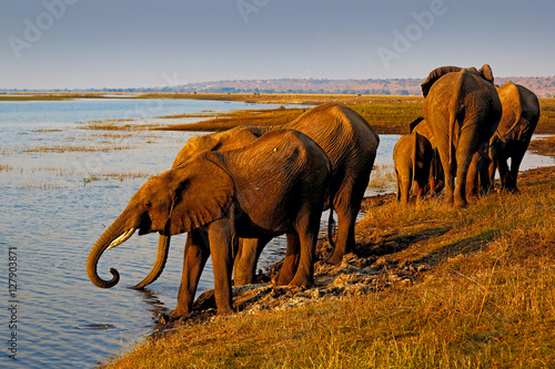 Elephants drinking water. African elephants drinking at a waterhole lifting their trunks  Chobe National park  Botswana  Africa. Wildlife scene from Africa. Evening with big river.