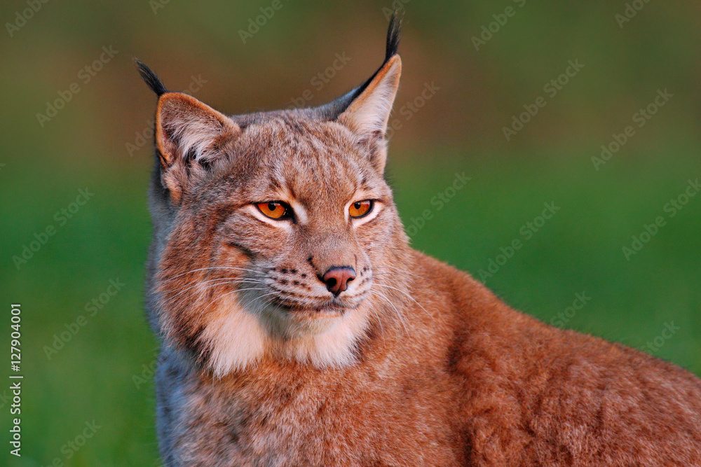 Obraz premium Detail portrait of lynx, with beautiful evening light. Wildlife scene with wild cat from Europe. Wild cat Lynx in the nature forest habitat. Close-up Eurasian Lynx in the forest, hidden in the grass.