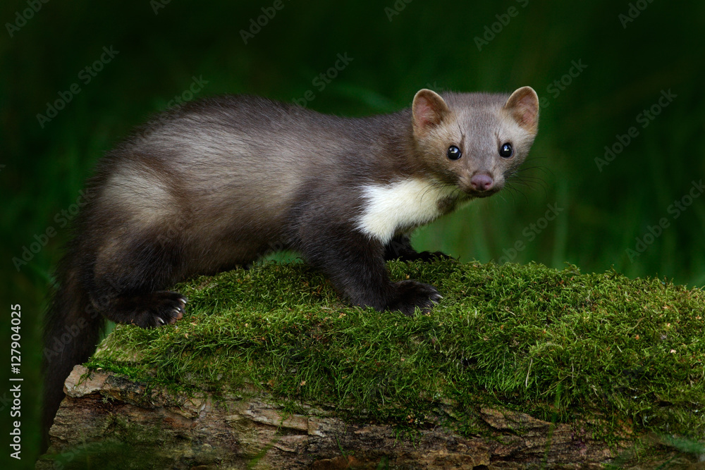 Stone marten, Martes foina, with clear green background. Beech marten, detail portrait of forest animal. Small predator sitting on the beautiful green moss stone in the forest. Wildlife scene, France.