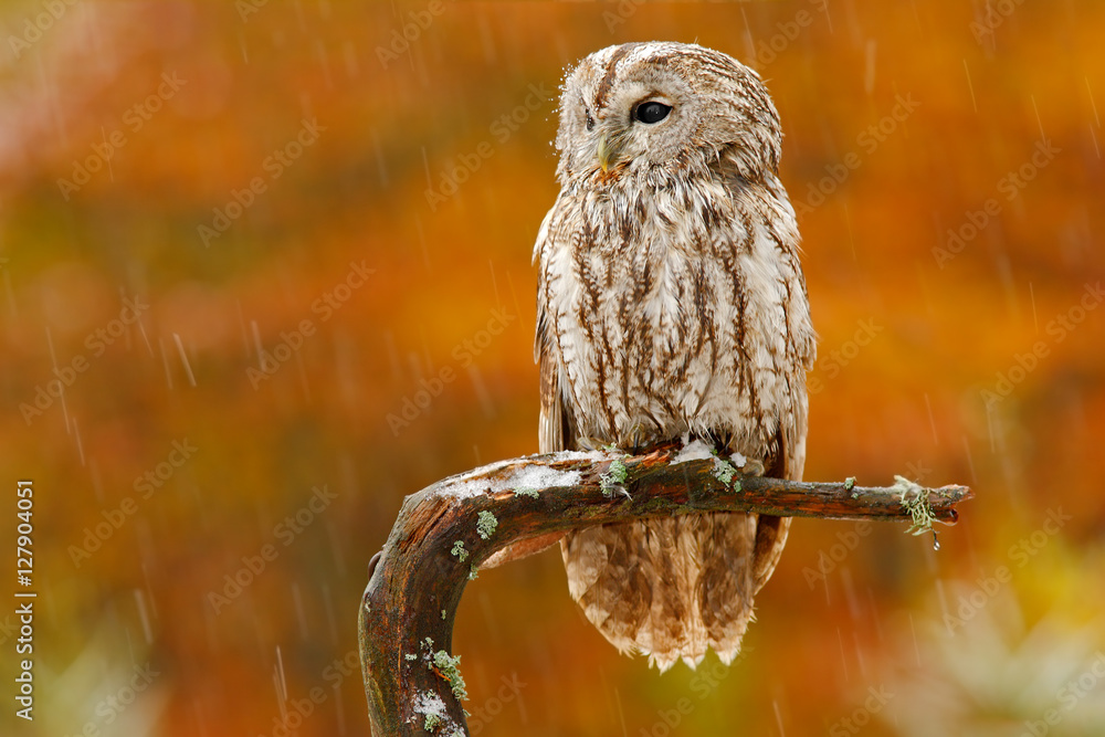 Fototapeta premium Autumn orange forest. Tawny owl in the forest with tit bird in the talon. Brown owl sitting on tree stump in the dark forest habitat with catch. Beautiful animal with food. Bird in the Norway forest.