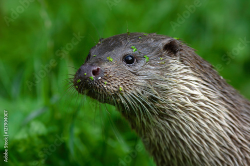Eurasian otter, Lutra lutra, detail portrait water animal in the nature habitat, Germany. Detail portrait of water predator. Animal from the river, Wildlife scene from the Europe. Head of otter.