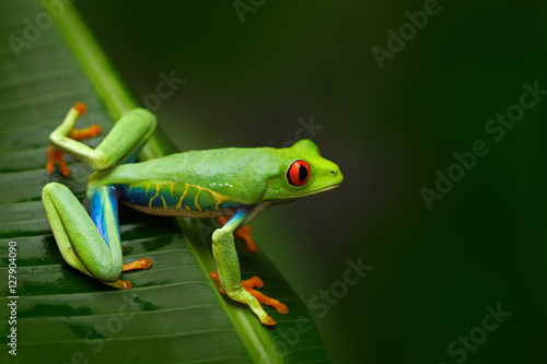 Red-eyed Tree Frog, Agalychnis callidryas, animal with big red eyes, in the nature habitat, Costa Rica. Frog in the nature. Beautiful frog in forest. Beautiful exotic animal from central America. photo