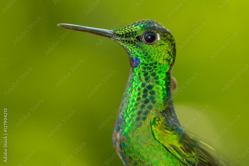 Naklejka premium Detail portrait of shinne green glossy bird. Beautiful scene with shiny bird. Green hummingbird Green-crowned Brilliant, Heliodoxa jacula in Costa Rica. Action fly wildlife scene from tropic forest.