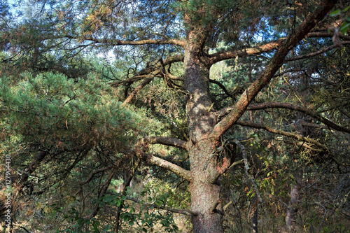 Old pine on the Curonian Spit.
