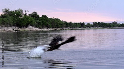 African Fish-Eagle, haliaeetus vocifer, Adult in flight, Fishing at Chobe River, Okavango Delta in Botswana, Slow motion
