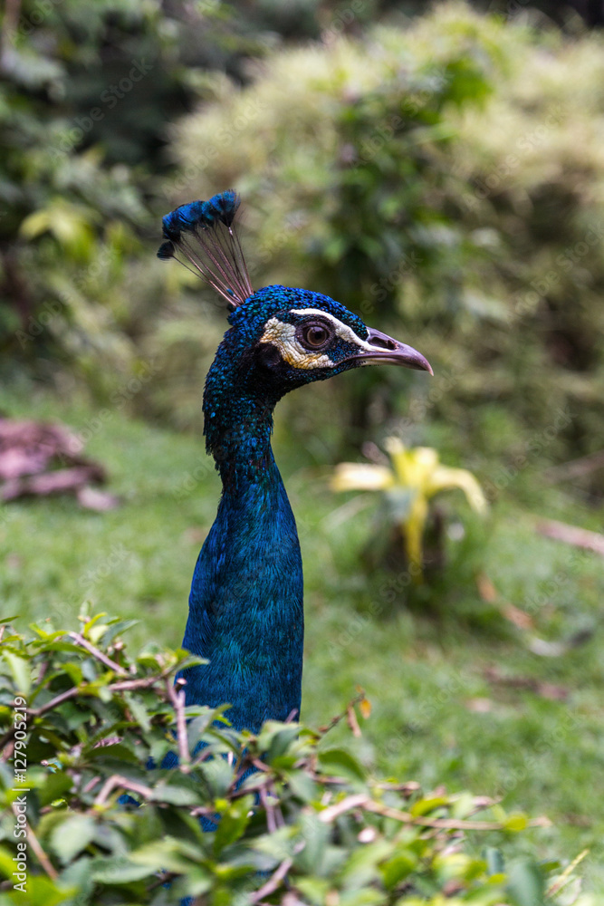 Colorful blue male Peacock bird side angle standing in green grass Colorful blue male Peacock bird side angle standing in green grass
