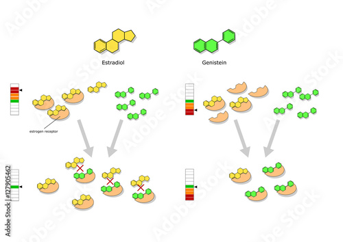 interactions between estrogens and isoflavones