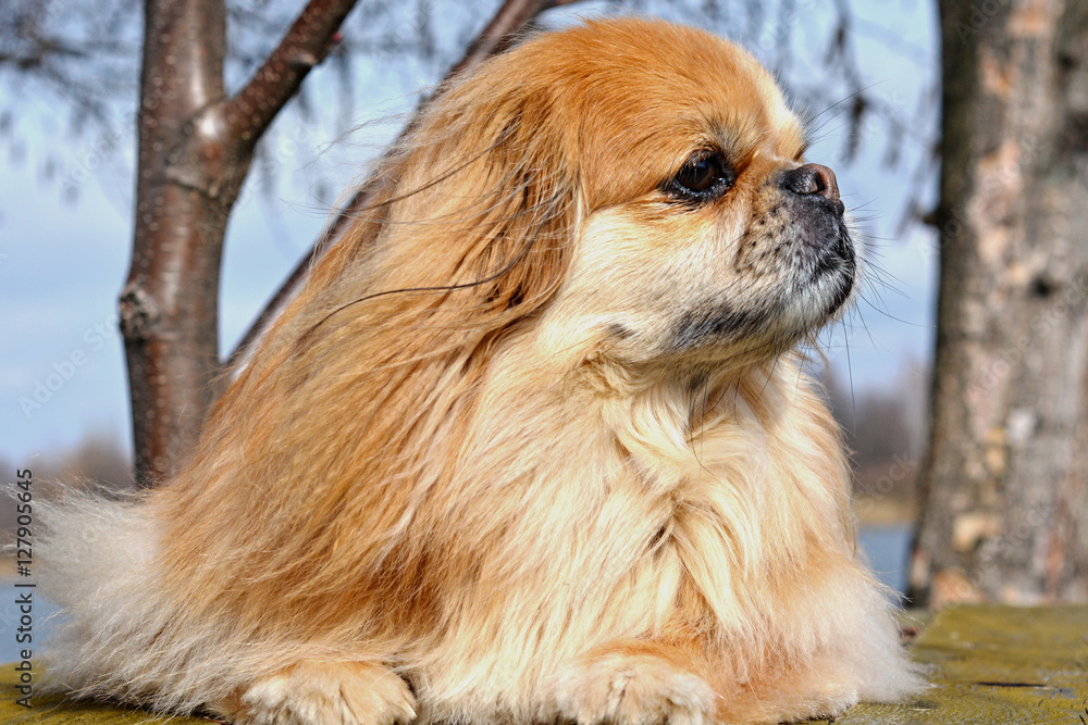 Little cute dog Little cute dog