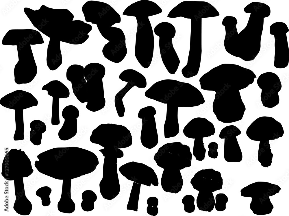 black mushrooms large group on white black mushrooms large group on white