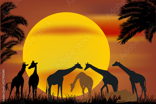 Canvas Print seven giraffes near palm trees at sunset