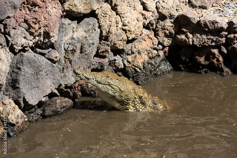 a dangerous Crocodile in Oasis Park on Fuerteventura , Canary Island a dangerous Crocodile in Oasis Park on Fuerteventura , Canary Island