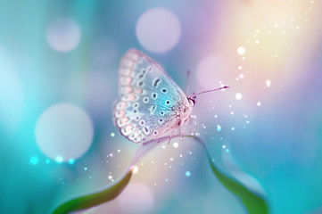 Poster Vlinder Witte vlinder op bloemknoppen lente  © Laura Pashkevich