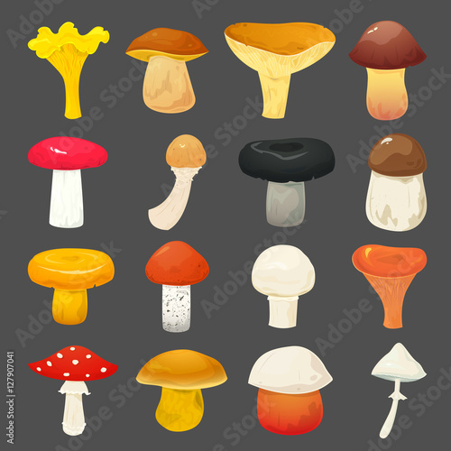 Mushrooms vector illustration