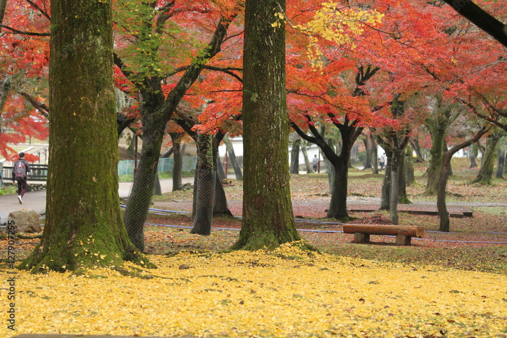 奈良公園の秋景色