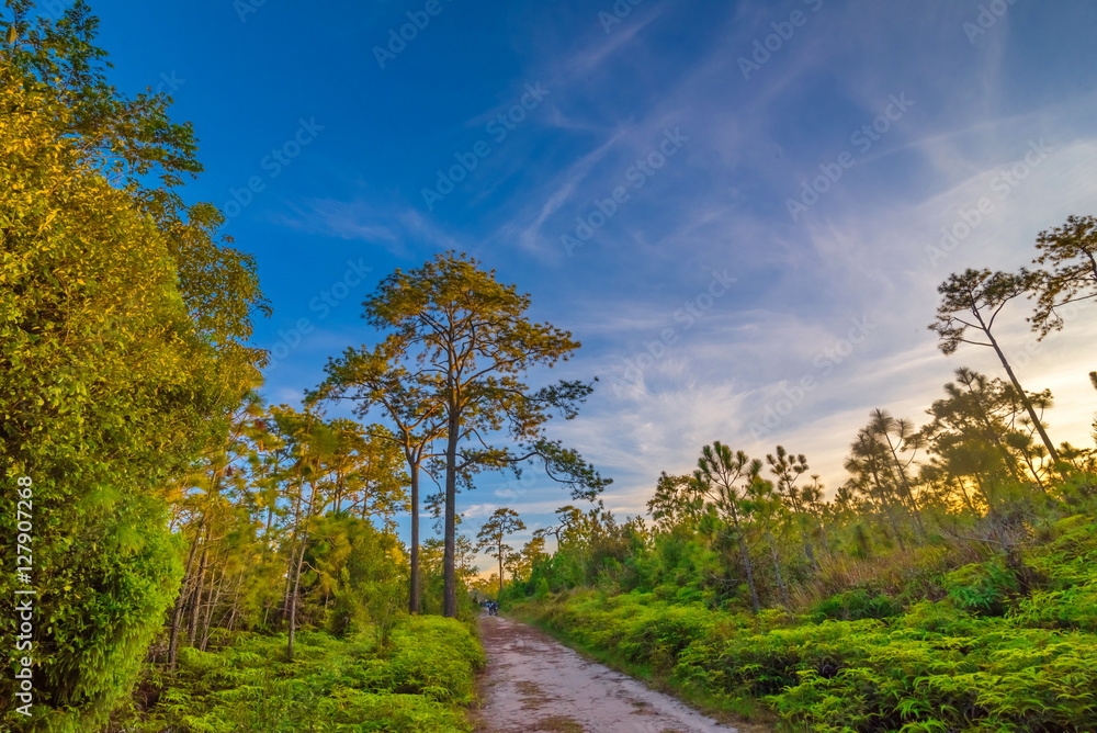 The dirt road leading to the pine forest The dirt road leading to the pine forest