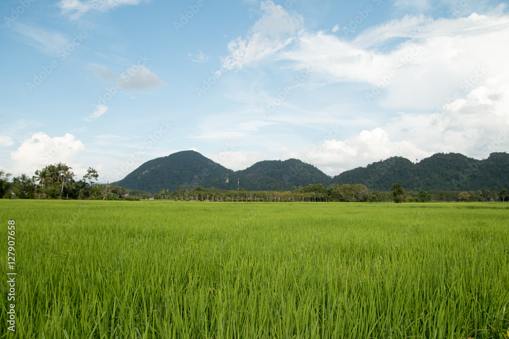 rice field in thailand