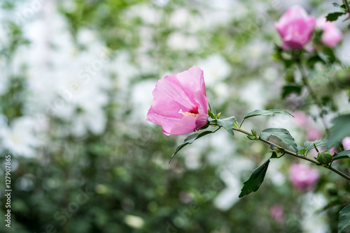 Hibiscus mutabilis, cotton rose photo