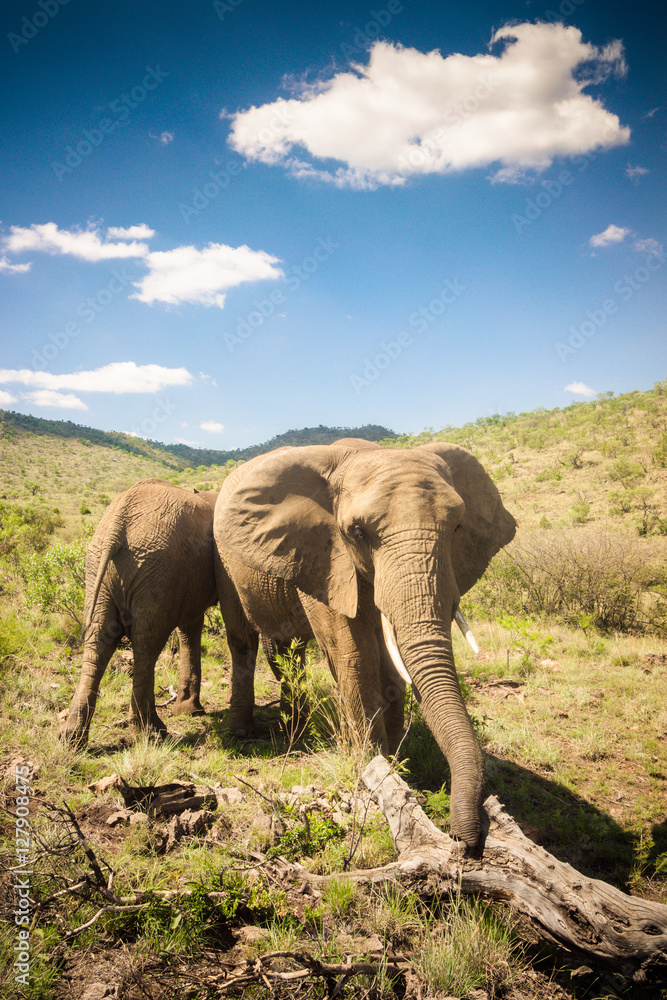 Fototapeta premium Elephants