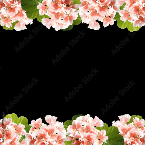 Fototapeta Naklejka Na Ścianę i Meble -  Beautiful floral background of orange Pelargonium 