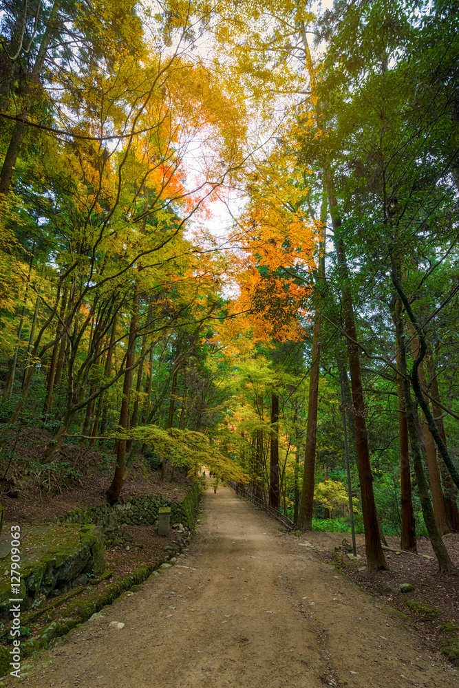 Naklejka premium Autumn view of Japanese garden at temple in Kyoto, Japan
