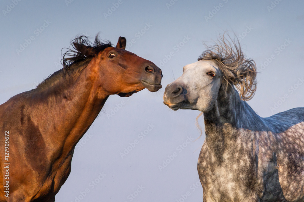 Obraz premium Two funny horse portrait against sky background