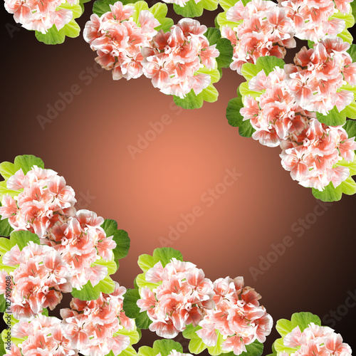 Fototapeta Naklejka Na Ścianę i Meble -  Beautiful floral background of orange Pelargonium 