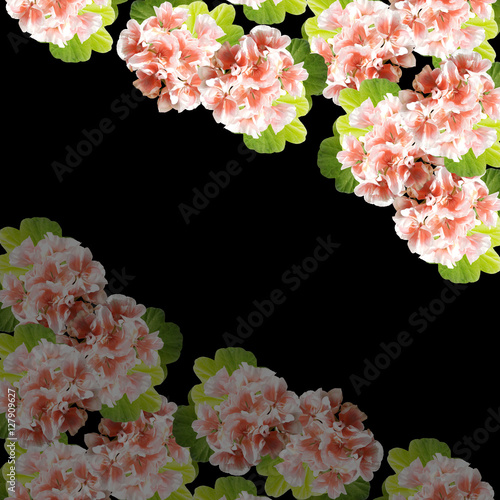 Fototapeta Naklejka Na Ścianę i Meble -  Beautiful floral background of orange Pelargonium 