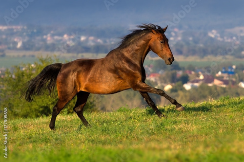 Bay horse run gallop outdoor