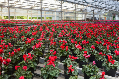 Greenhouse with rows of blooming red plants growing in a pots