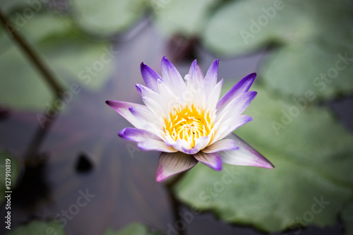 lotus flower is on a river