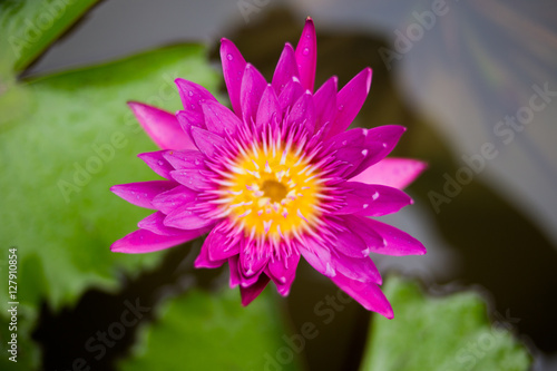 lotus flower is on a river