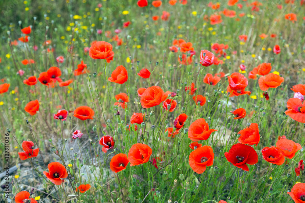 Obraz premium Field of red poppy in spring