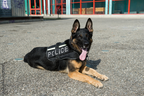 chien policier photo