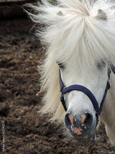 White pony with a fluffy mane