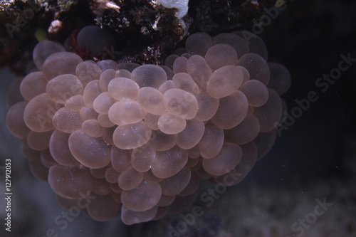 underwater wonders - bubble coral © agarianna