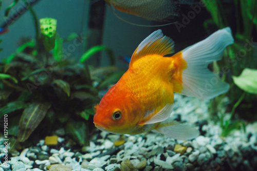 Aquarium fish - goldfish © katjabakurova
