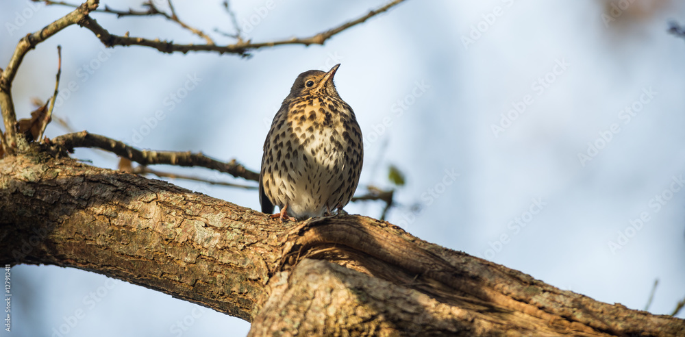 Mistle thrush bird perched on a tree branch during winter morning sunrise Mistle thrush bird perched on a tree branch during winter morning sunrise