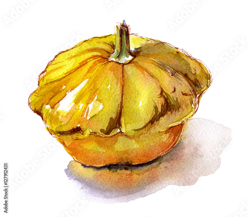 Organic vegetable squash yellow watercolor sketch
