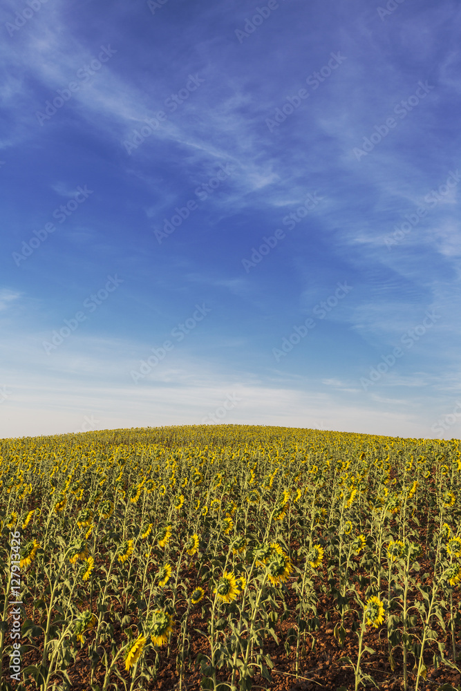 Sunflower field. Cuenca, Castilla-La Mancha, Spain, Europe. Sunflower field. Cuenca, Castilla-La Mancha, Spain, Europe.