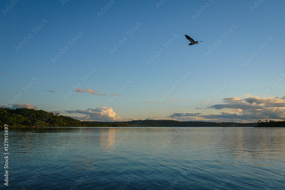 Fototapeta Birds flying on the lake coast in South America