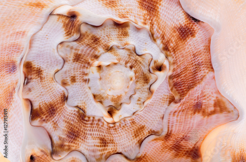 brown shellfish spiral macro
