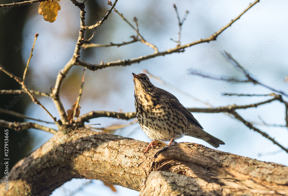 Mistle thrush bird perched on a tree branch