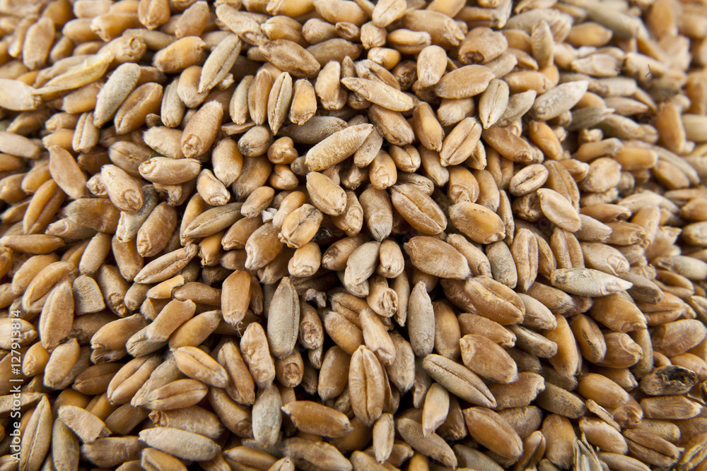 Grains of wheat