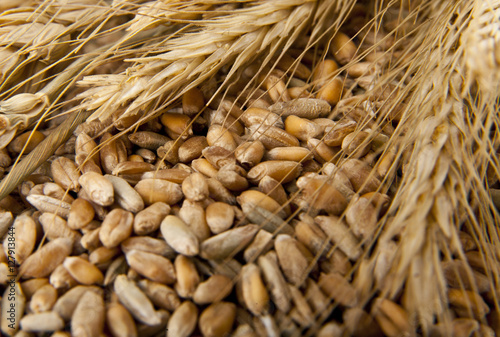 Grains of wheat in closeup view