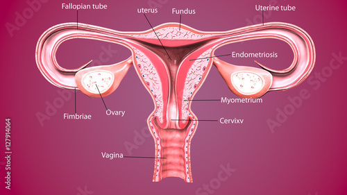 Vászonkép 3d render Female reproductive system