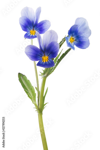 three pansy blue blooms on green stem