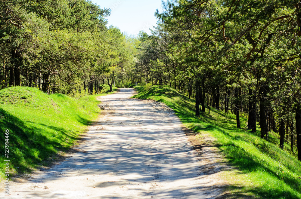 road in forest