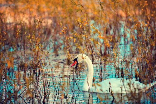 swan swimming in the lake