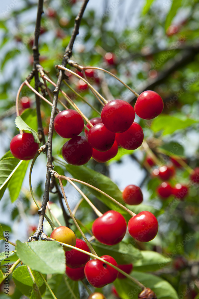 cherry tree on sky